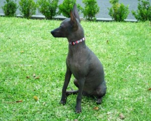 xolo (24)   