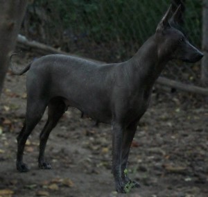 xolo (9)   